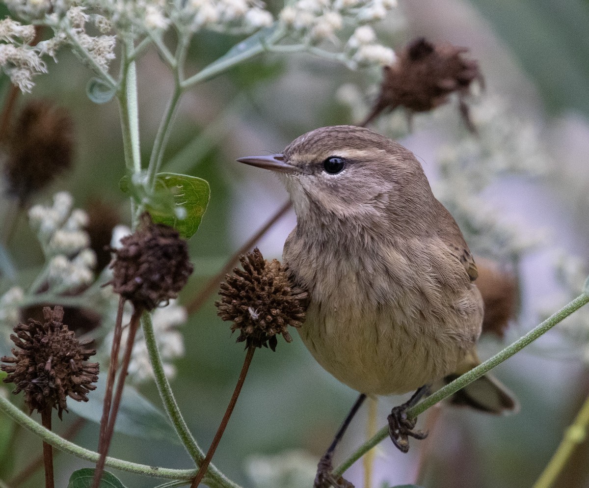 Palm Warbler - ML642973022