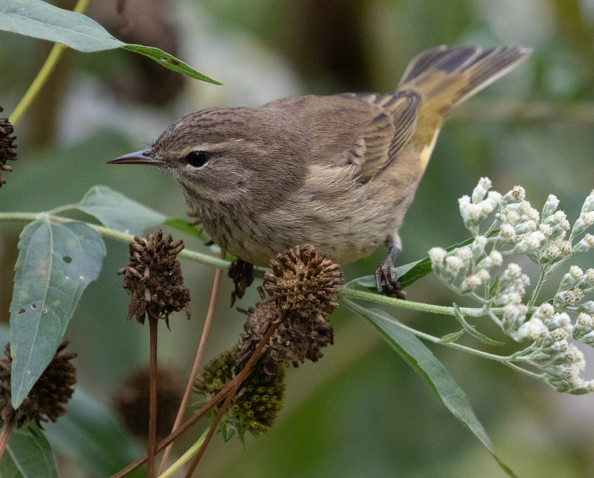 Palm Warbler - ML642973023