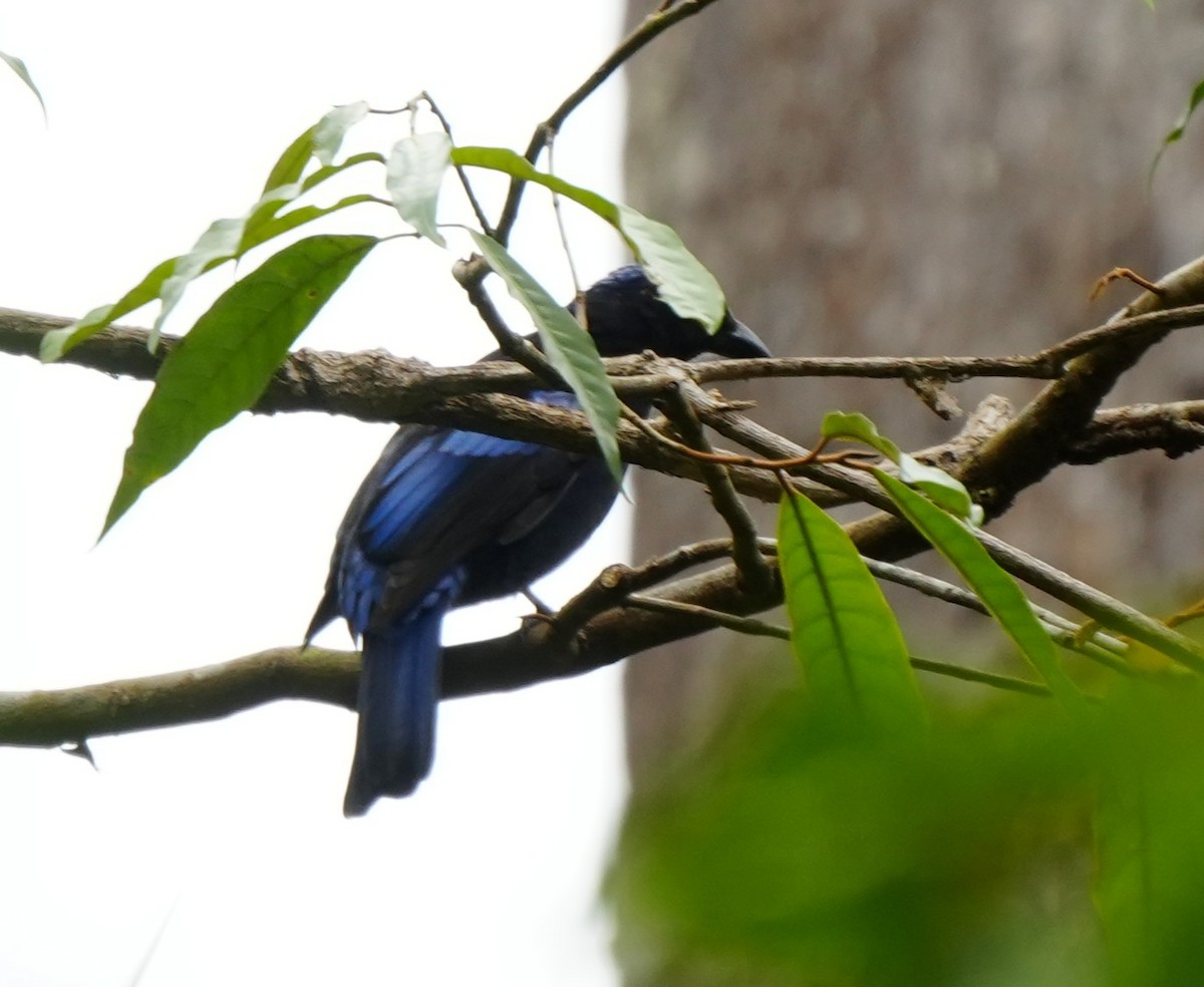 Philippine Fairy-bluebird - ML642973033