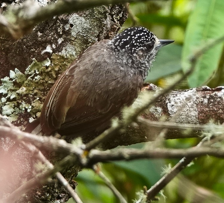 Speckle-chested Piculet - ML642973034
