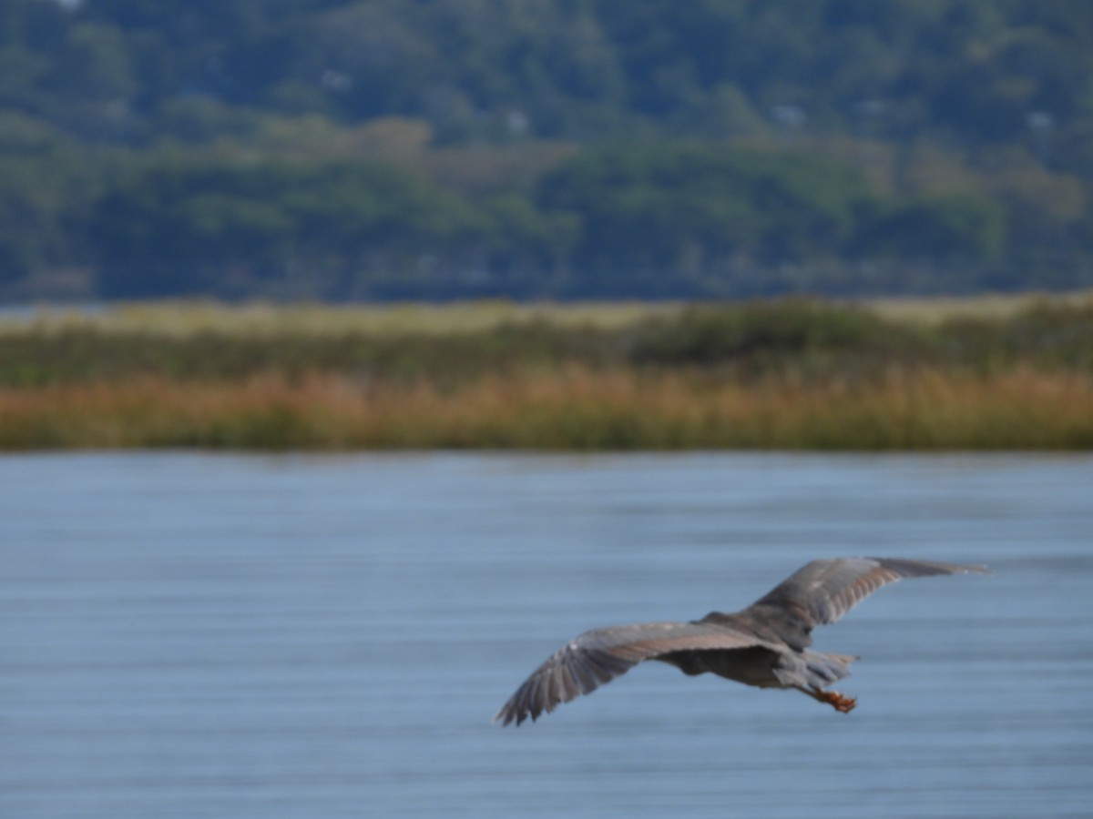 natthegre - ML642973038