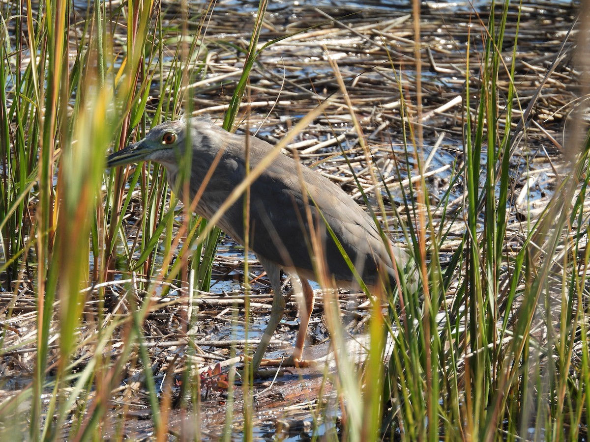 natthegre - ML642973039