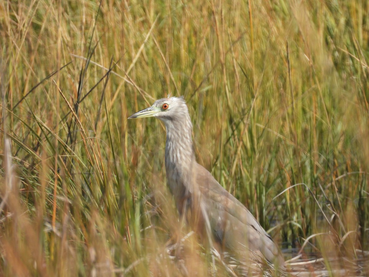 natthegre - ML642973040