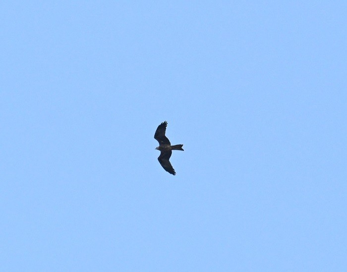 Black Kite - ML642973044