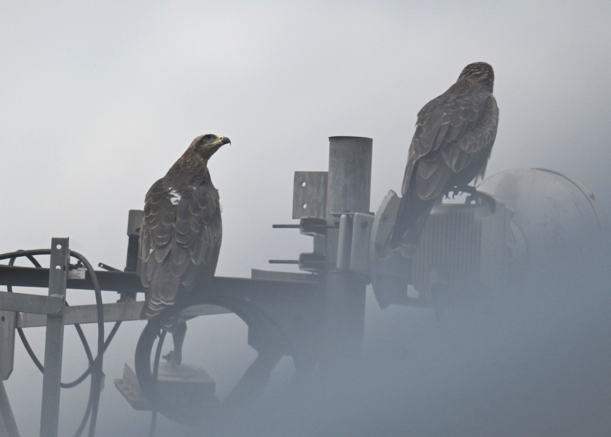 Black Kite - ML642973063