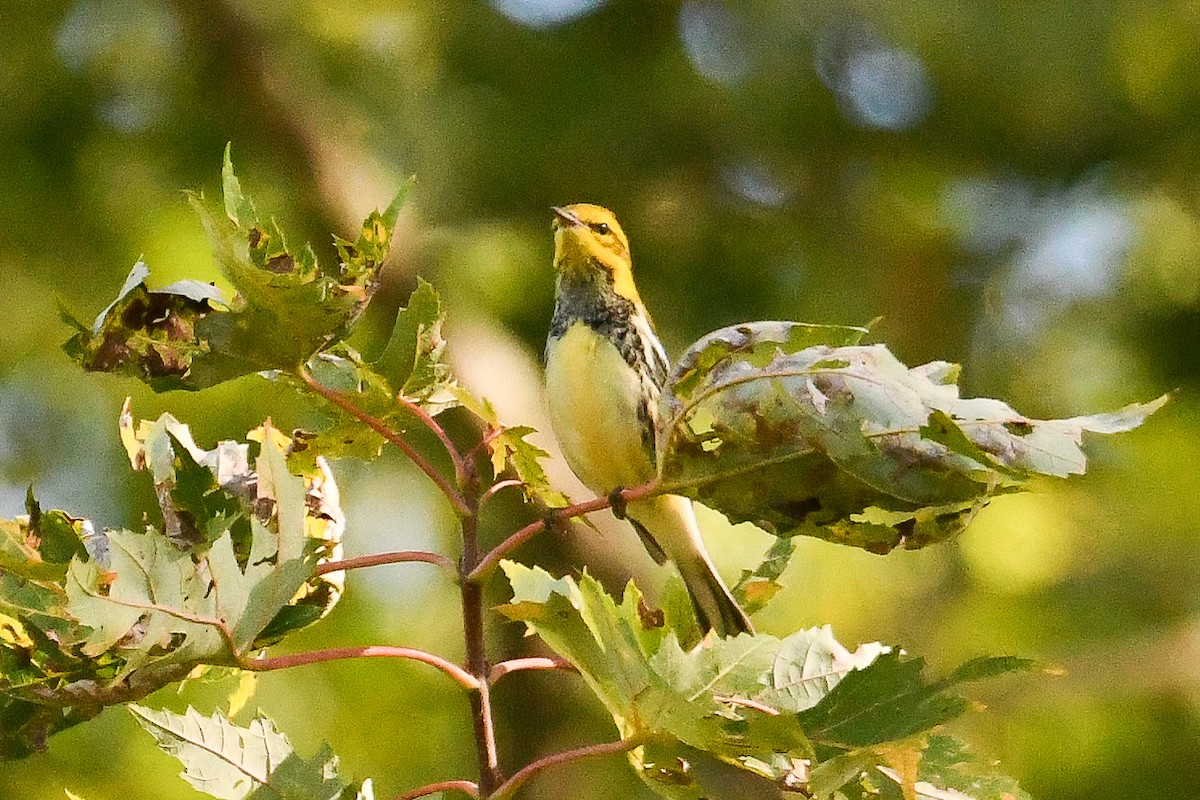 Black-throated Green Warbler - ML642973065