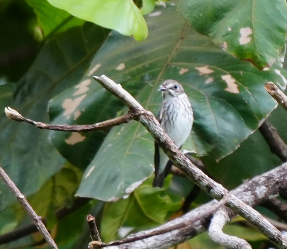 Gray-streaked Flycatcher - ML642973069