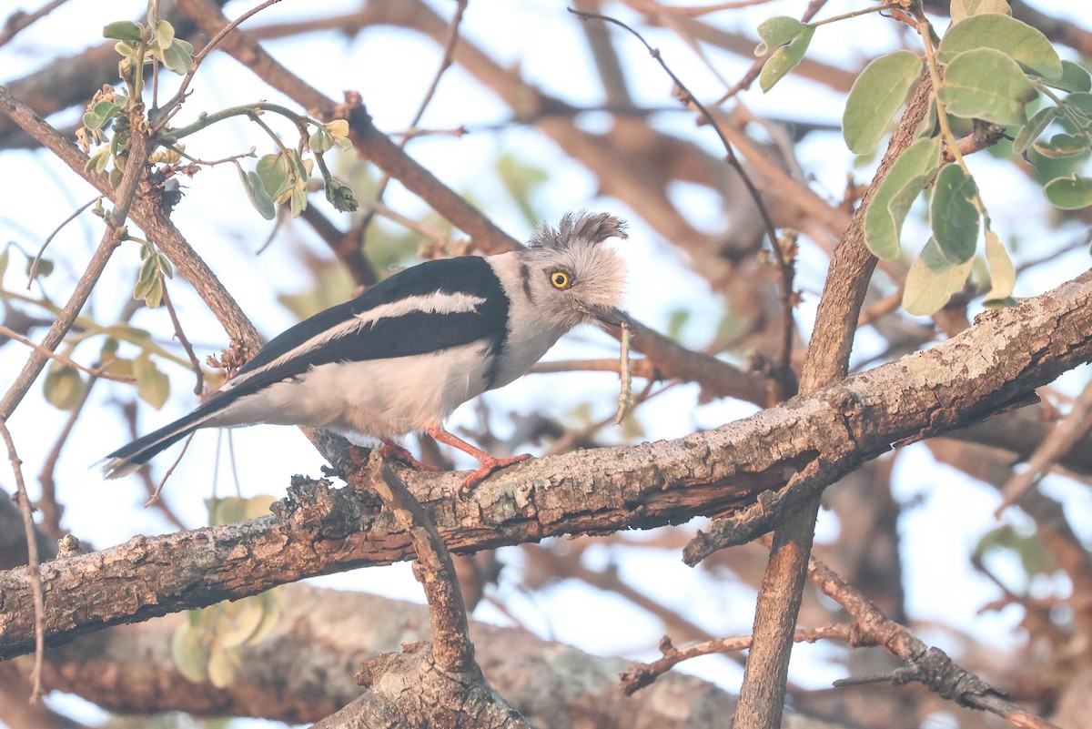 Gray-crested Helmetshrike - ML642973070