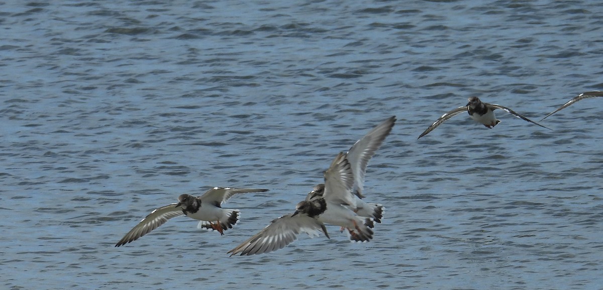 Ruddy Turnstone - ML642973080