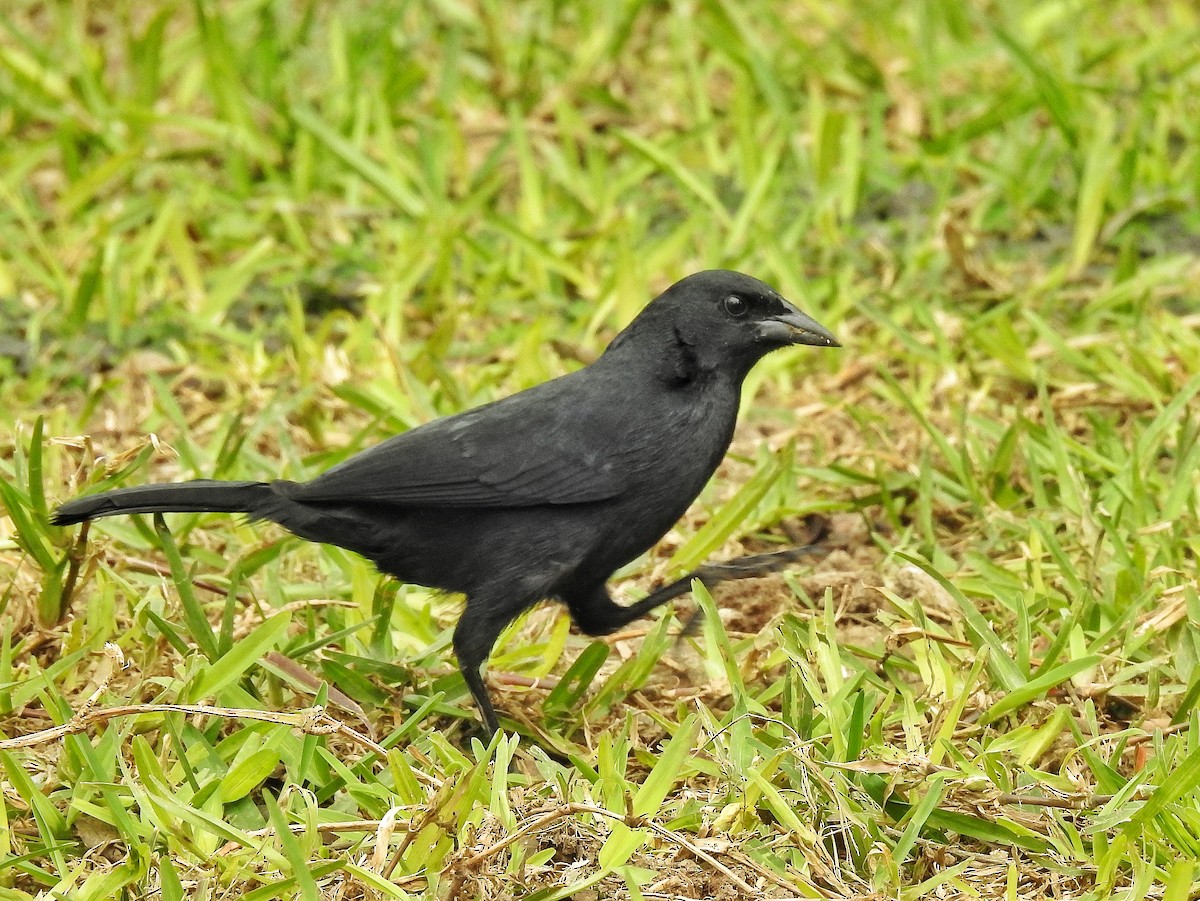 Scrub Blackbird - ML642973084