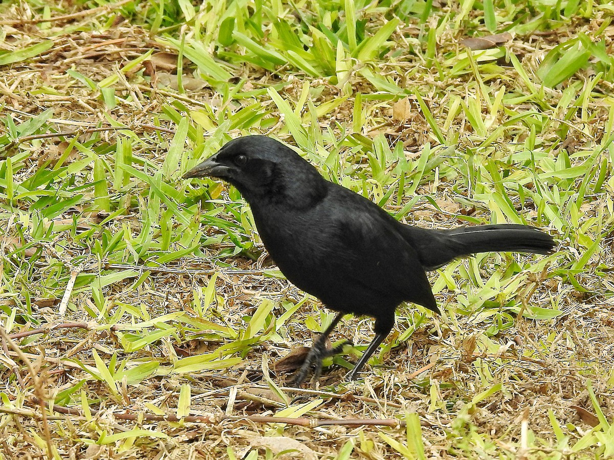 Scrub Blackbird - ML642973085