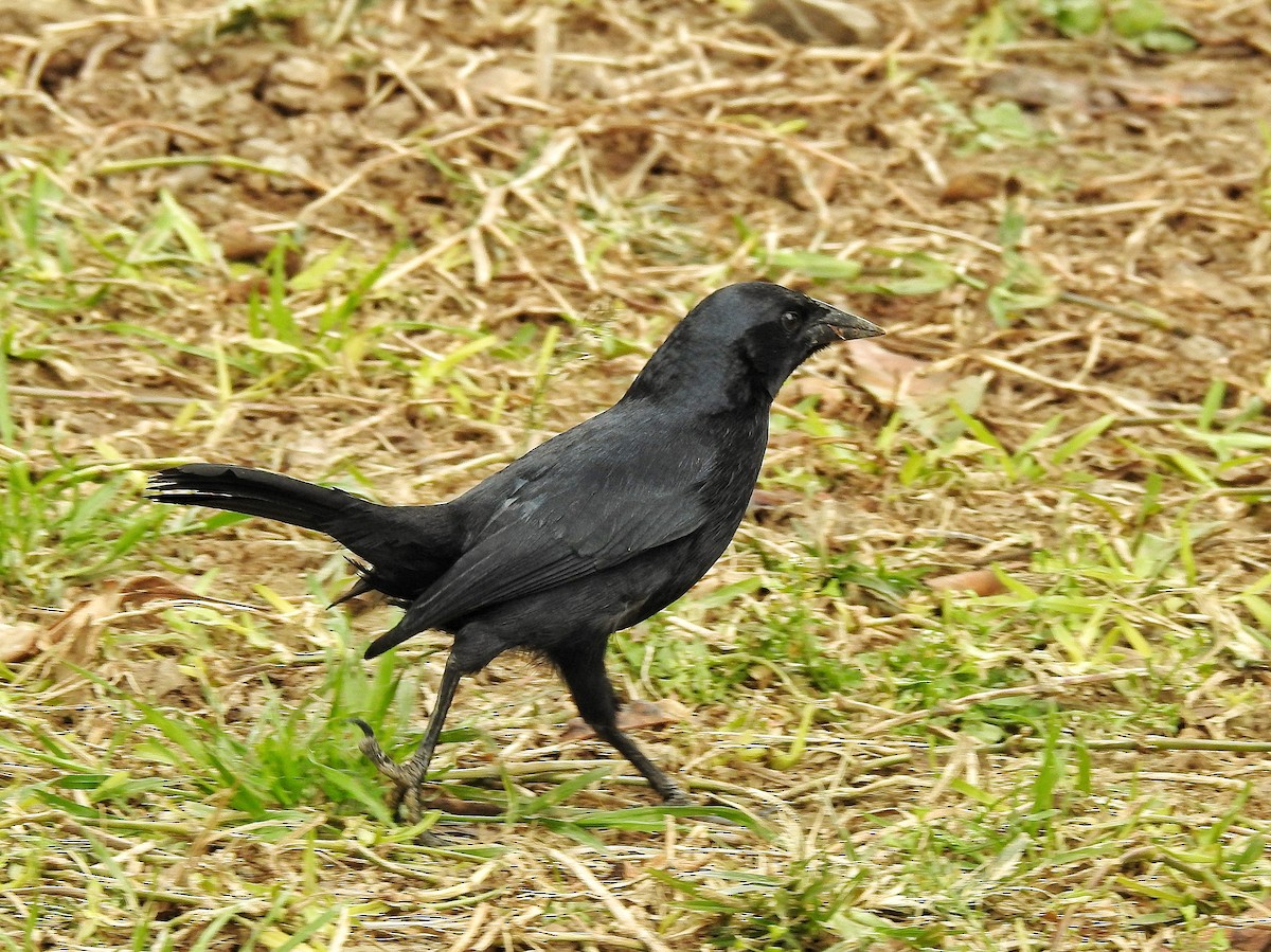 Scrub Blackbird - ML642973086