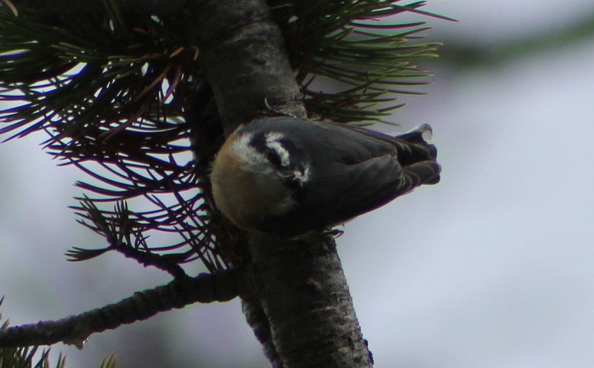 Red-breasted Nuthatch - ML642973092