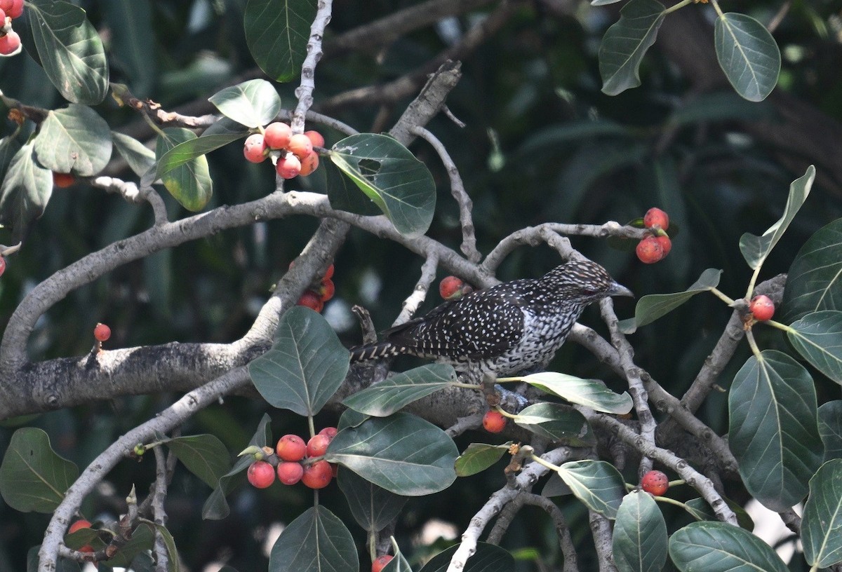 Asian Koel - ML642973096