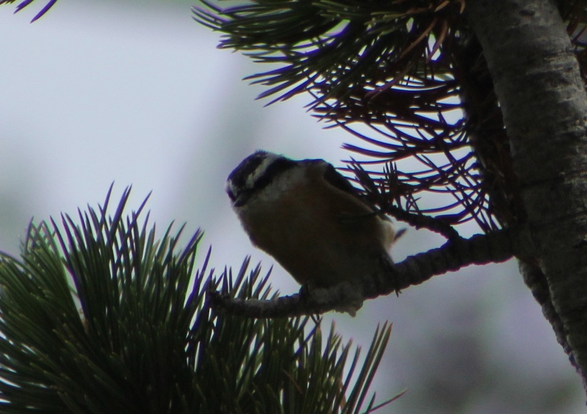 Red-breasted Nuthatch - ML642973097