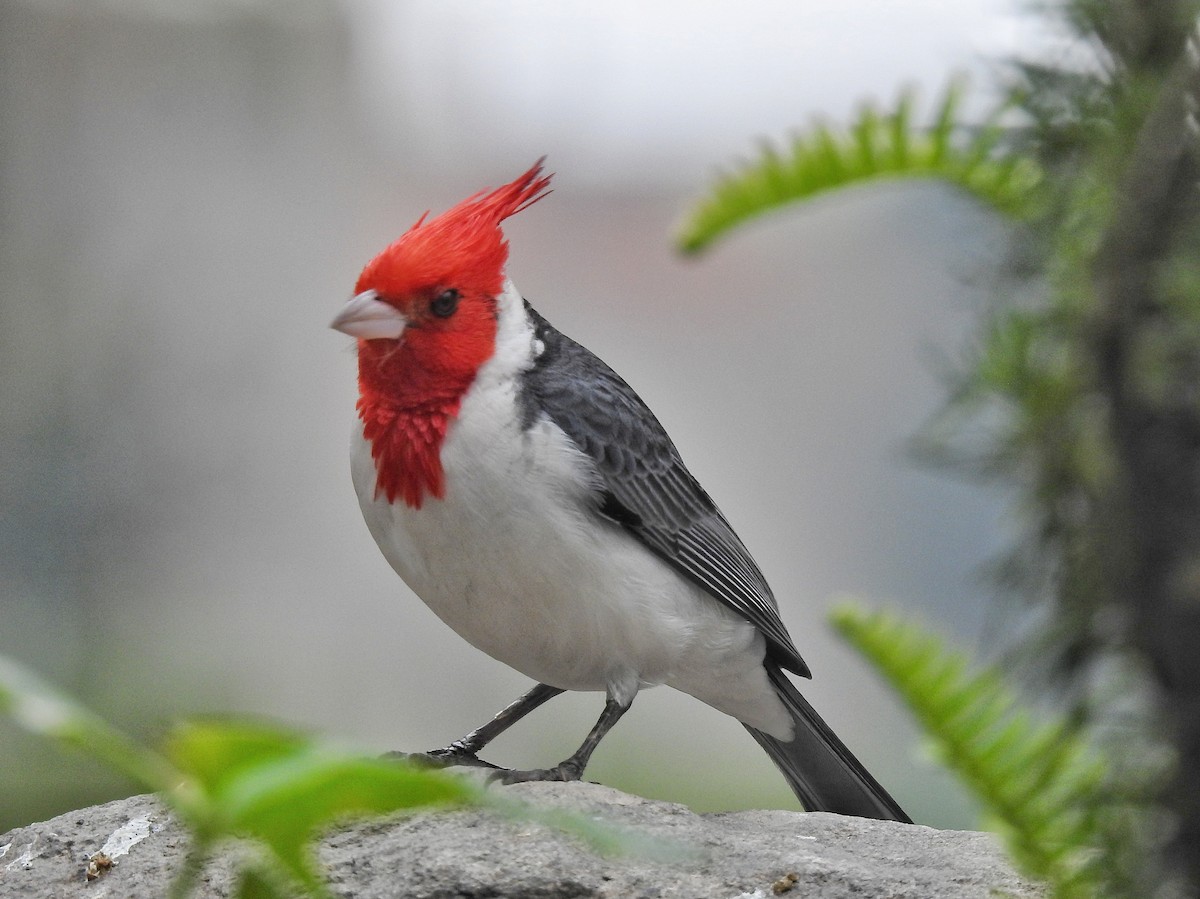 Red-crested Cardinal - ML642973102