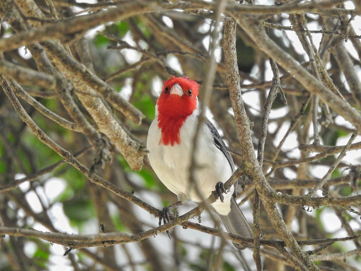 Red-crested Cardinal - ML642973104