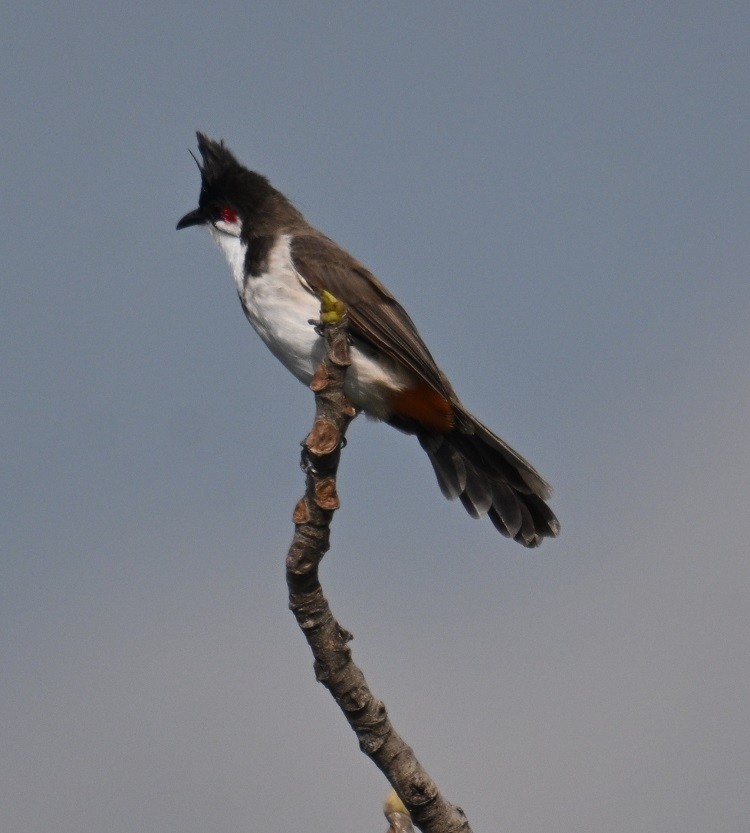 Bulbul orphée - ML642973118