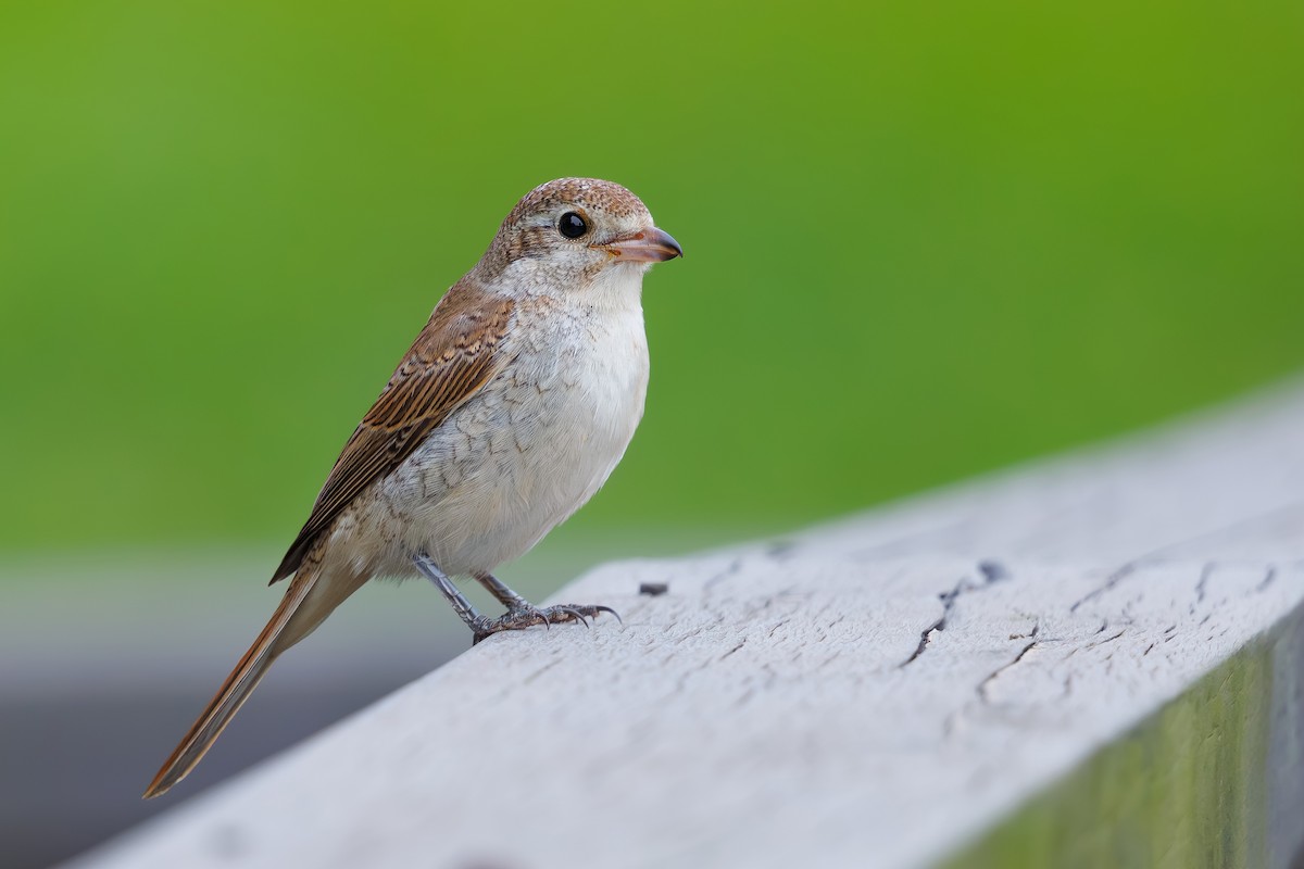Red-backed Shrike - ML642973151