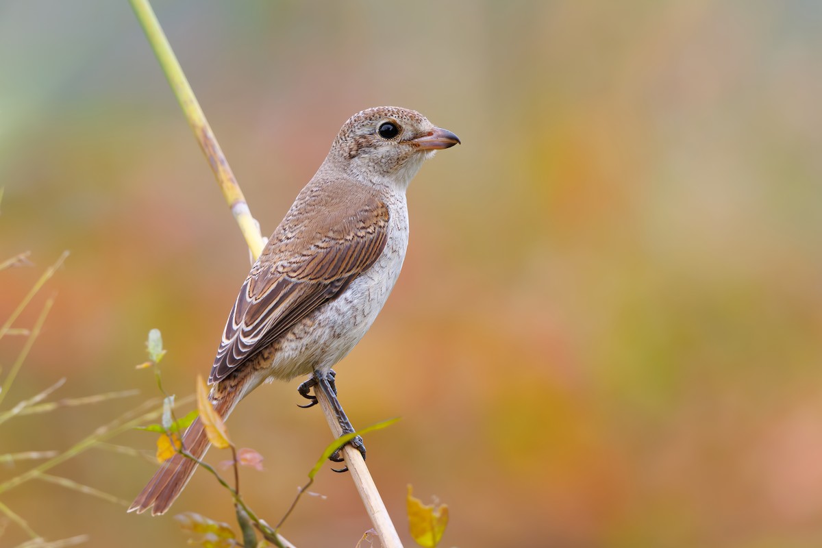 Red-backed Shrike - ML642973152