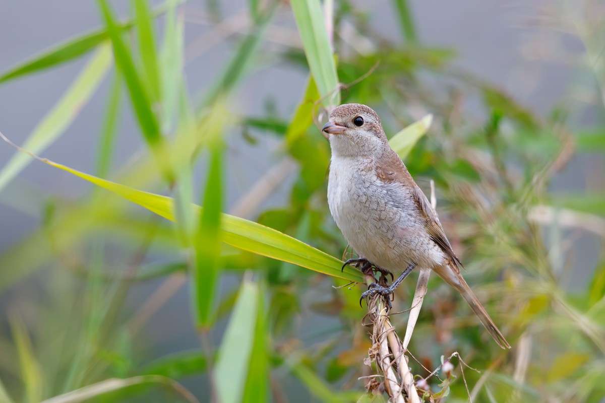 Red-backed Shrike - ML642973153