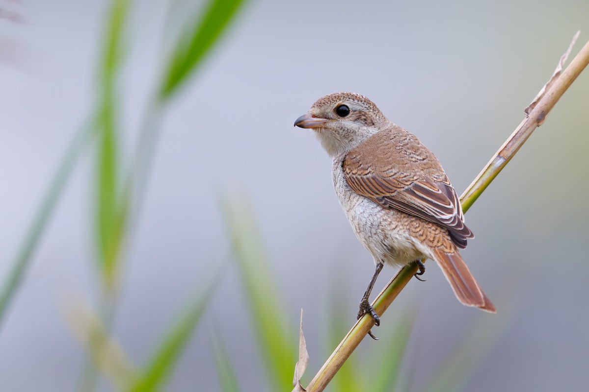 Red-backed Shrike - ML642973154
