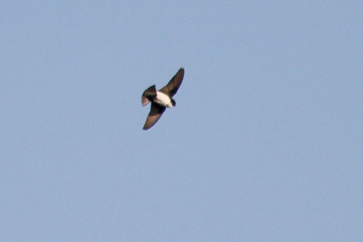 Nepal House-Martin - ML642973185