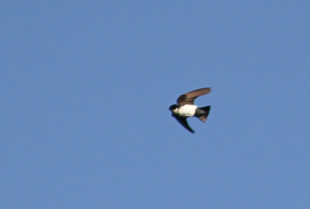 Nepal House-Martin - ML642973186