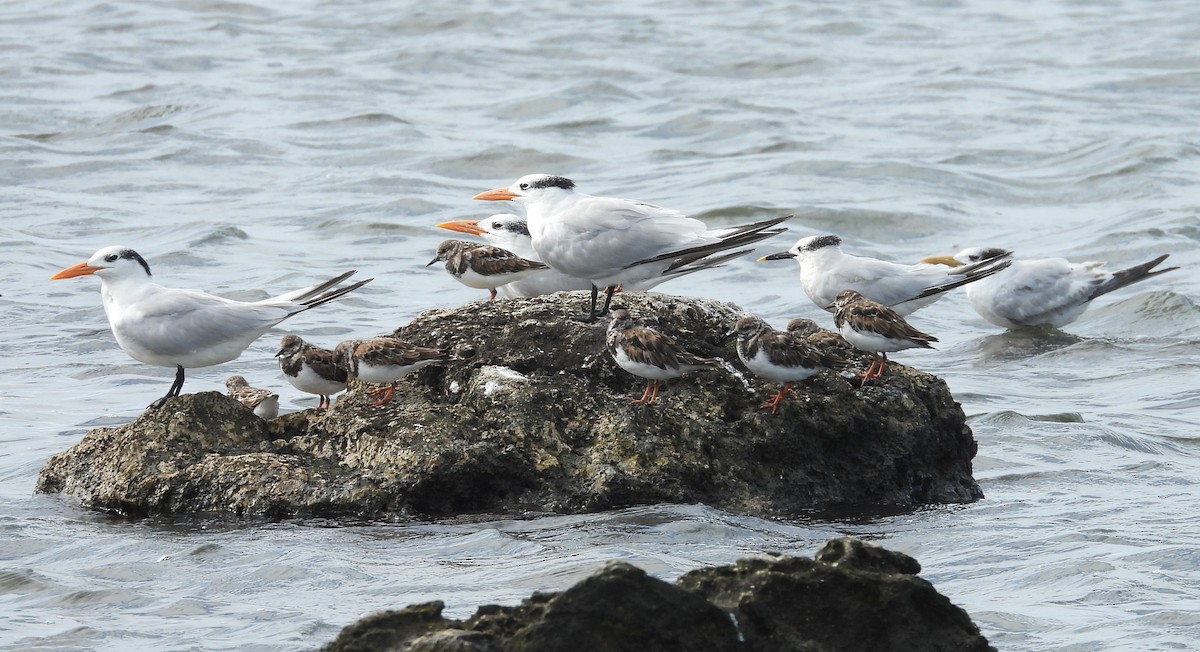 Royal Tern - ML642973243