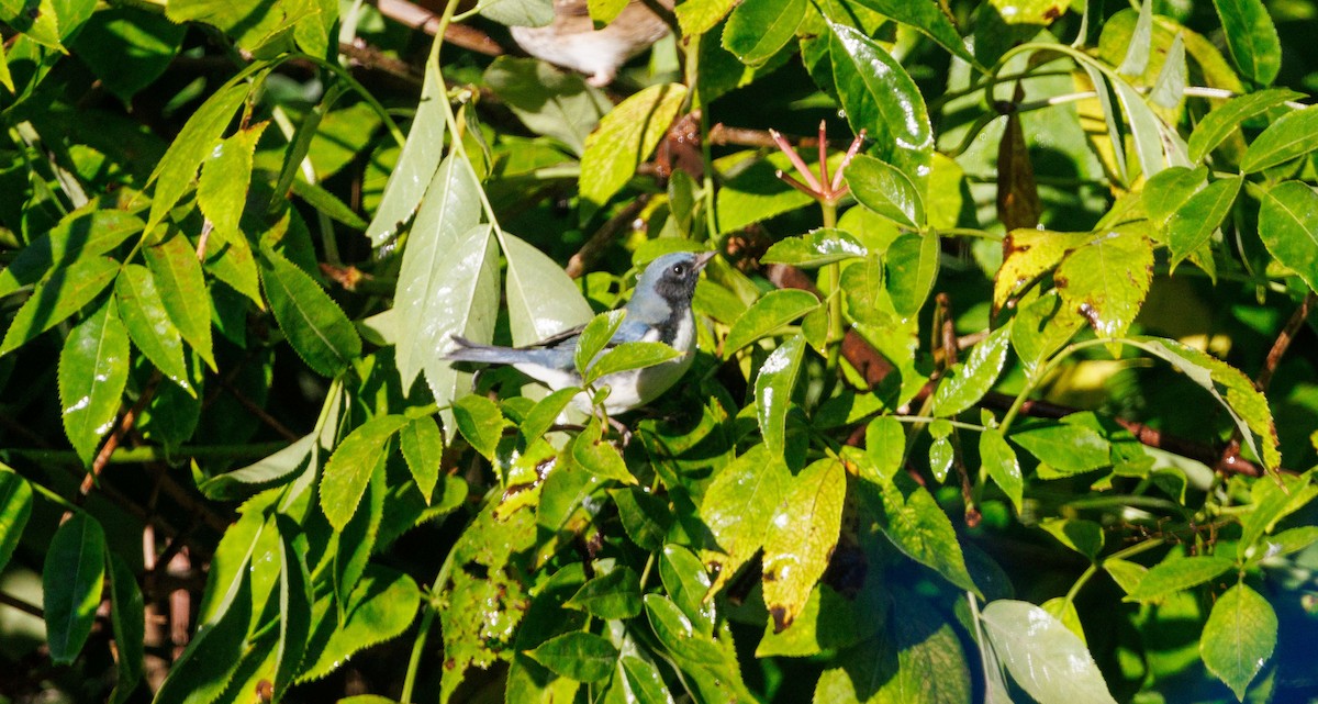 Black-throated Blue Warbler - ML642973251