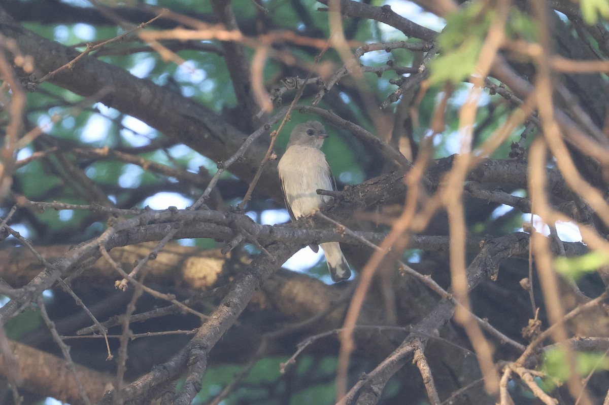 Pallid Honeyguide - ML642973269