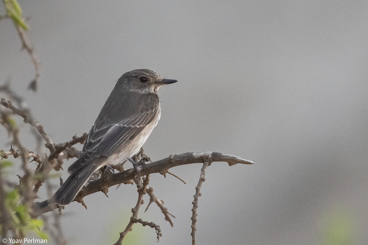 Spotted Flycatcher - ML642973327