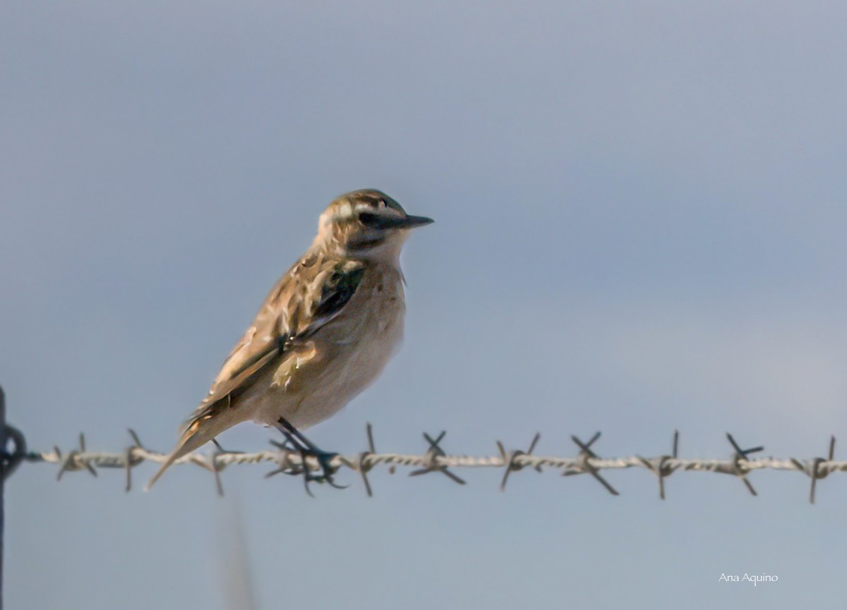 Whinchat - ML642973366
