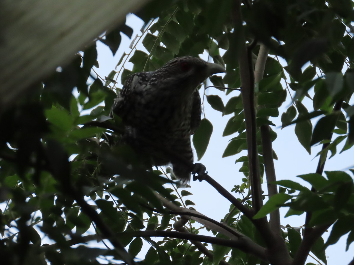 Asian Koel - ML642973373