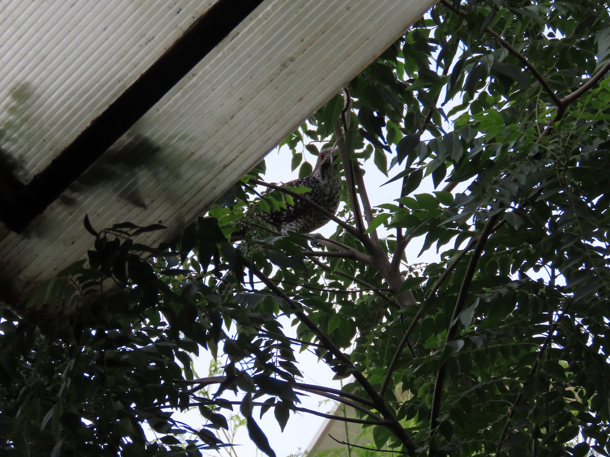 Asian Koel - ML642973375