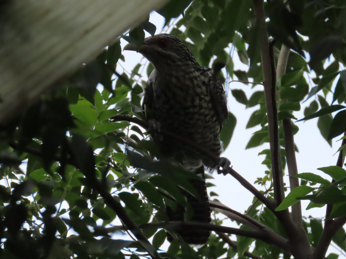 Asian Koel - ML642973376