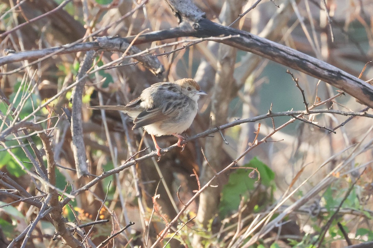 cisticola sp. - ML642973380