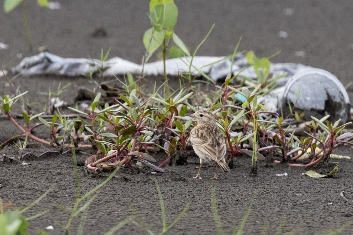 Mongolian Short-toed Lark - ML642973407