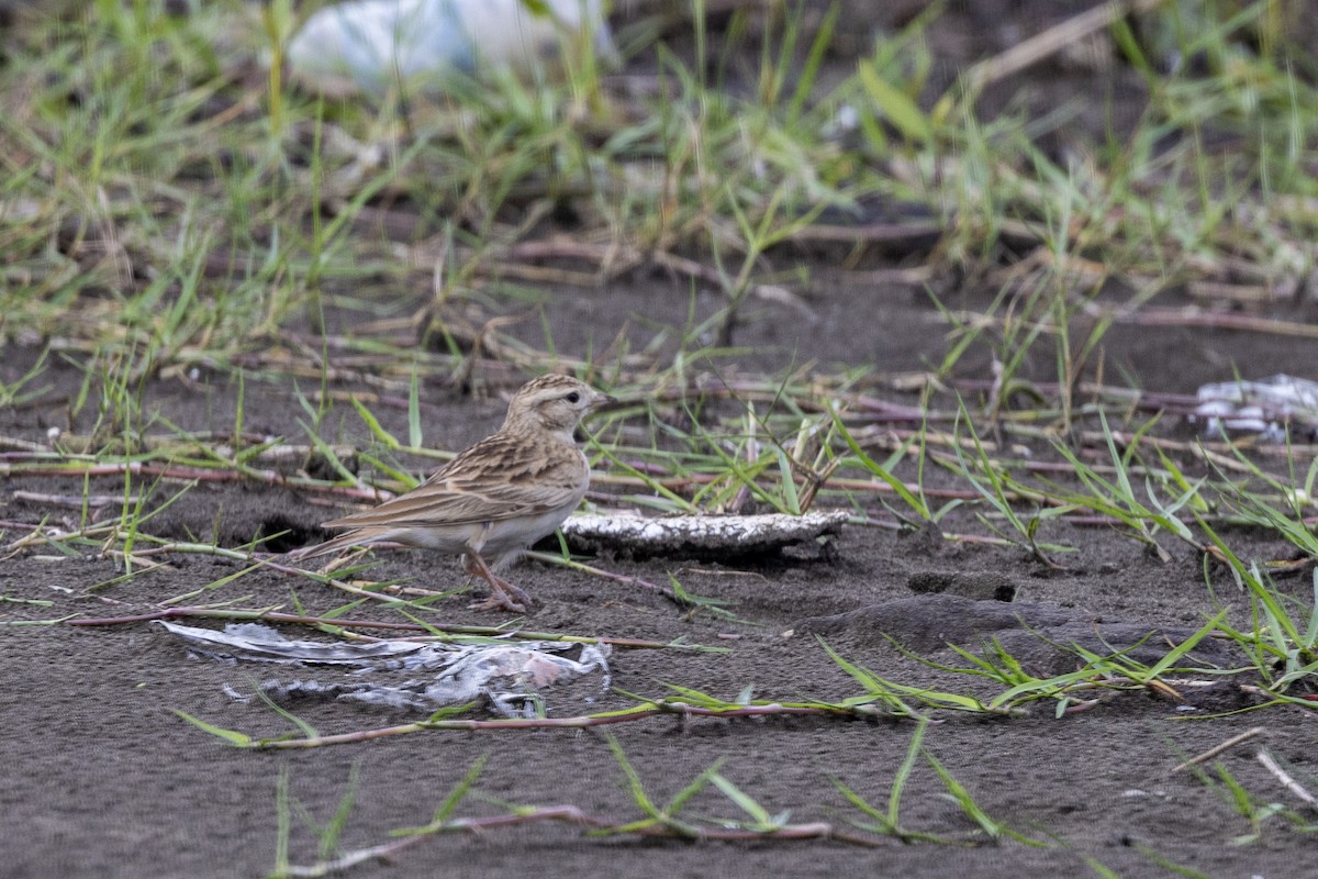 Mongolian Short-toed Lark - ML642973408