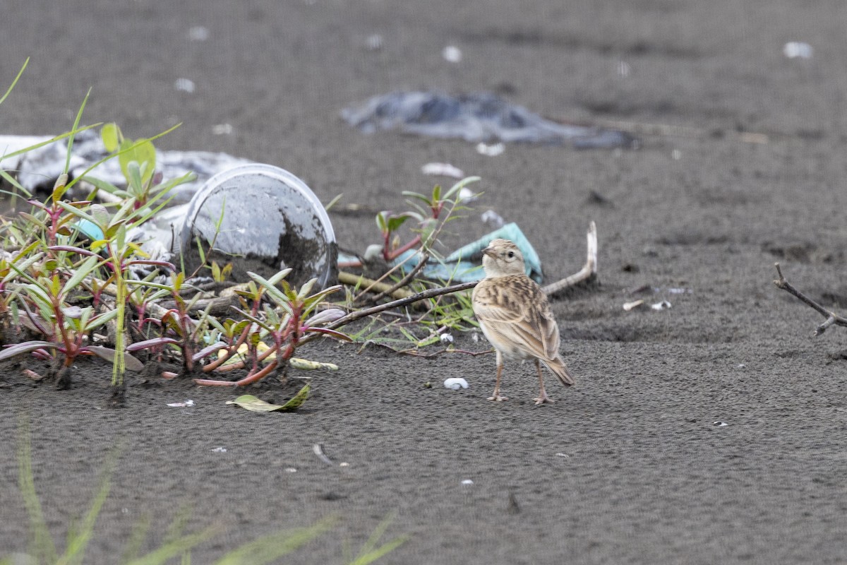 Mongolian Short-toed Lark - ML642973411