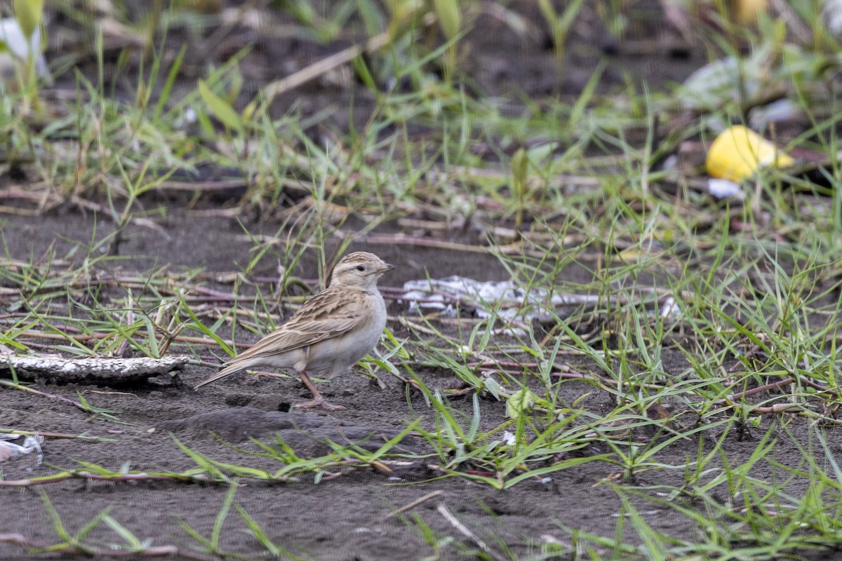 Mongolian Short-toed Lark - ML642973413