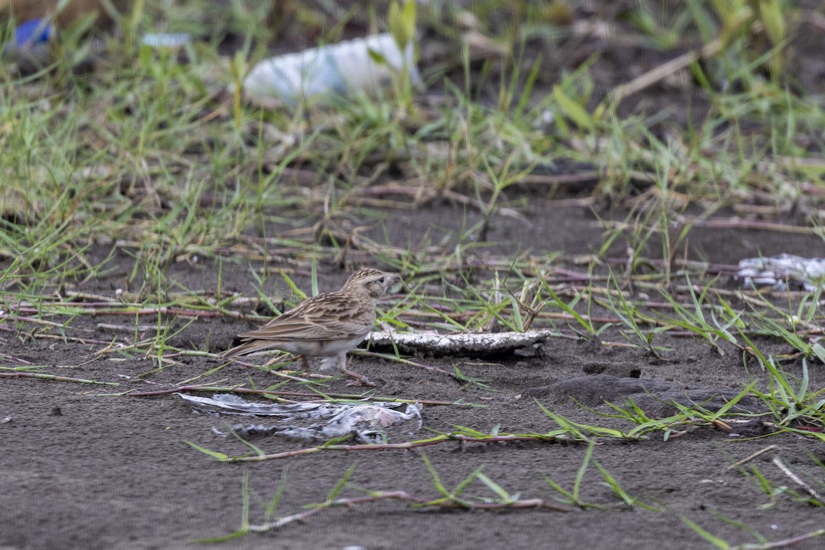Mongolian Short-toed Lark - ML642973414