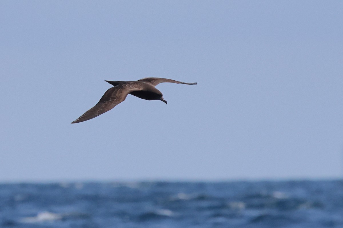 Wedge-tailed Shearwater - ML642973415