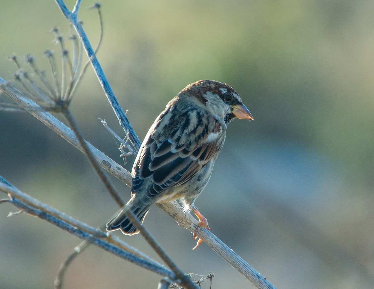 Spanish Sparrow - ML642973418