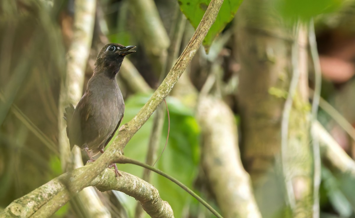 Black-faced Antthrush (Black-faced) - ML642973432