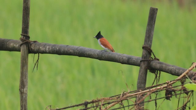 Indian Paradise-Flycatcher - ML642973476