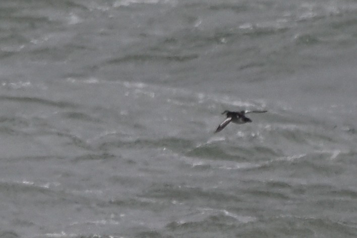 Black Guillemot - ML642973492