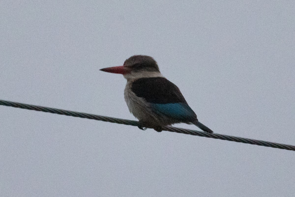 Brown-hooded Kingfisher - ML642973497