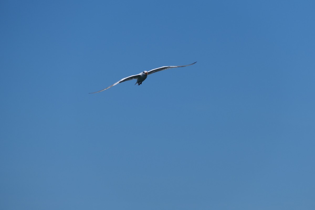 Royal Tern - ML642973499