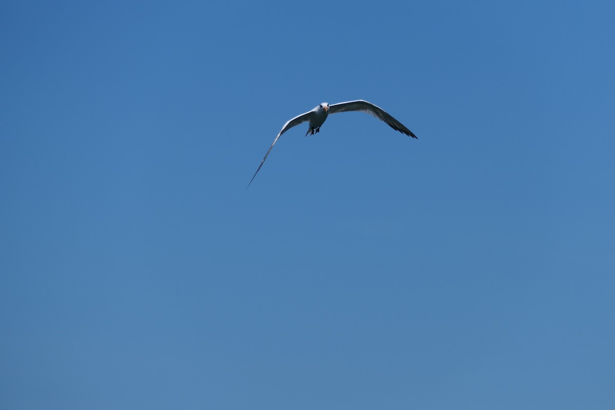 Royal Tern - ML642973500